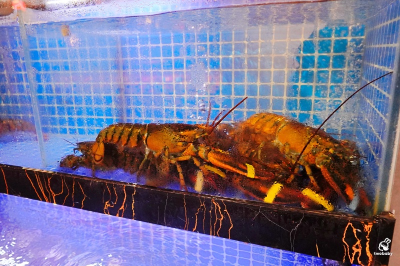 台北鮑魚雞湯火鍋｜星曜雞湯 雞湯 火鍋 酒肆 二訪雞湯界LV再升級！花膠全雞鮮鮑金湯、A5日本和牛、活龍蝦一次滿足！活龍蝦買一送一 父親節加碼送活鮑 @兔貝比的菲比尋嚐