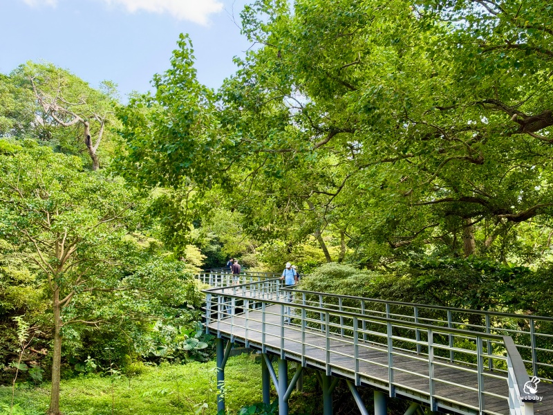 觀音山林梢步道｜新北五股免費景點！漫步森林空中步道，遠眺山巒與城市美景 @兔貝比的菲比尋嚐